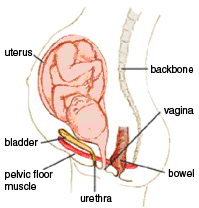 Illustration of fetus pressing on bladder. Also shown in the illustration: uterus, bladder, urethra and vagina