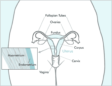 diagram of the uterus including vagina, cervix, corpus, ovaries, myometrium, endometrium, fundus, and fallopian tubes