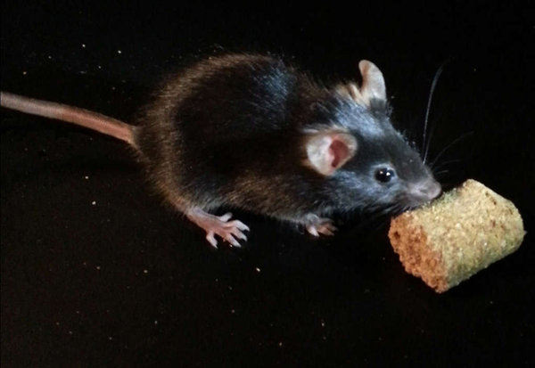 Normal mouse, which eats at night. The altered mice ate more food in the day and became obese. (GEORGIOS PASCHOS)