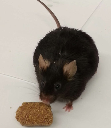 An obese mouse. The study showed animal bodies are attuned to Earth's daily rotation, even at the cellular level.