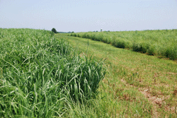 Grassland in Missouri protected with help of the Grassland Reserve Program