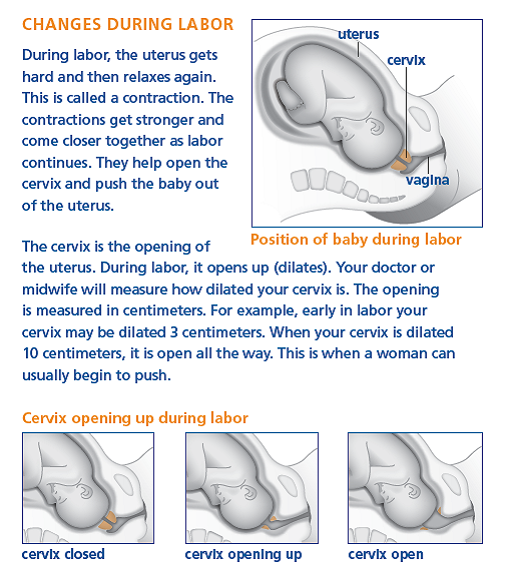 During labor, the uterus gets hard and then relaxes again. This is called a contraction. The contractions get stronger and come closer together as labor continues. They help open the cervix and push the baby out of the uterus. The cervix is the opening of the uterus. During labor, it opens up (dilates). Your doctor or midwife will measure how dilated your cervix is. The opening is measured in centimeters. For example, early in labor your cervix may be dilated 3 centimeters. When your cervix is dilated 10 centimeters, it is open all the way. This is when a woman can usually begin to push.