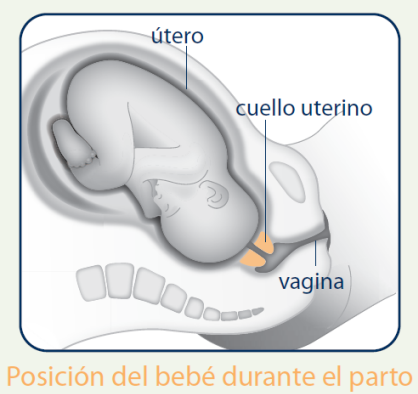 Posición del bebé durante el parto