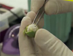 Video of the research into the ways that genome scientists can help cotton farmers.