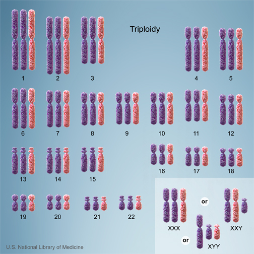 Cells with one additional set of chromosomes, for a total of 69 chromosomes, are called triploid. 
