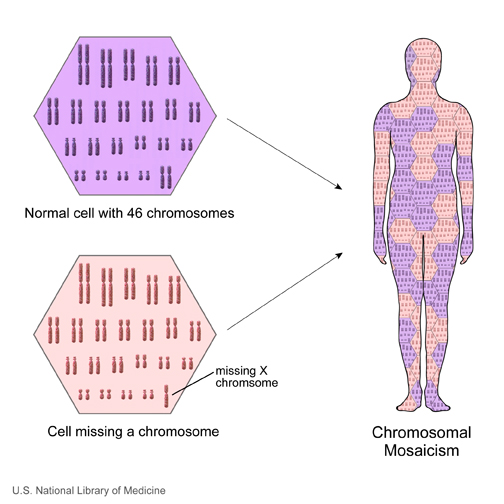 When an individual has two or more cell populations with a different chromosomal makeup, this situation is called chromosomal mosaicism. 