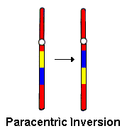 paracentric inversion