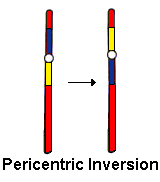 pericentric inversion
