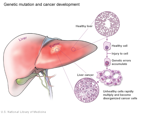 Cancer results when cells accumulate genetic errors and multiply without control.