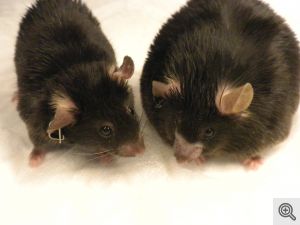 The obese mouse on the right was fed a high-fat diet. The mouse on the left was fed the same diet but is a normal weight after receiving amlexanox. Image credit: Shannon Reilly.