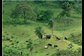 cattle graze in recently cleared rainforest patch in western santa cruz, bolivia