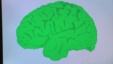 Brain Researchers Uncover Secrets of Memory