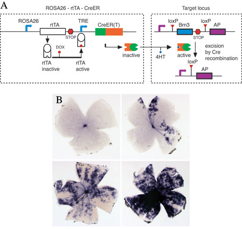 A.  Dual pharmacological control of Cre-loxP recombination: In the ROSA26-rtTA-CreER knock-in line, rtTA is constitutively transcribed under the control of the ROSA26 promoter, activated by the addition of Doxycycline, binds the tetracycline response element (TRE) and induces transcription of CreER.  CreER is then activated by 4HT, to induce recombination at target loci, with excision of an endogenous gene and expression of a reporter; B. Retinal flat mounts from mice exposed to increasing amounts of Doxycycline and 4HT show increased frequency of recombination.