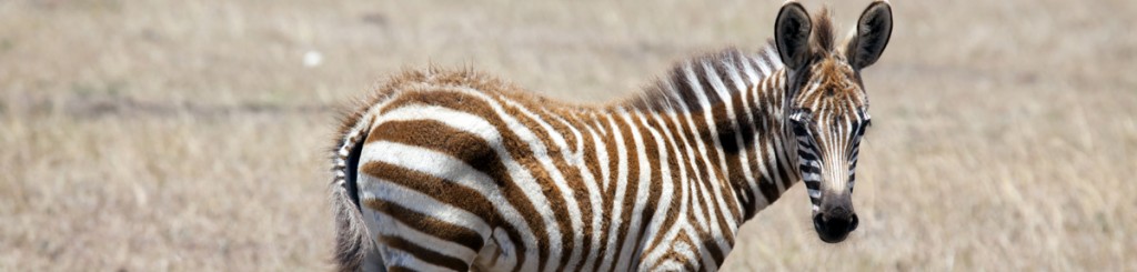 Juvenile zebra standing in safari