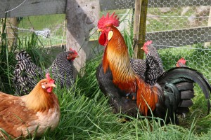Raising chickens in your backyard can be fun and rewarding, but please be careful doing so.