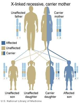 In this example, an unaffected woman carries one copy of a gene mutation for an X-linked recessive disorder.  She has an affected son, an unaffected daughter who carries one copy of the mutation, and two unaffected children who do not have the mutation.