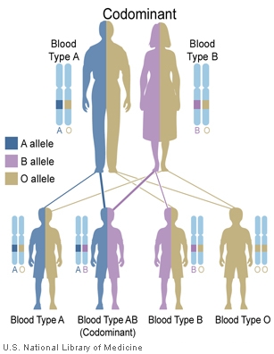 The ABO blood group is a major system for classifying blood types in humans.   Blood type AB is inherited in a codominant pattern.  In this example, a father with blood type A and a mother with blood type B have four children, each with a different blood type: A, AB, B, and O.