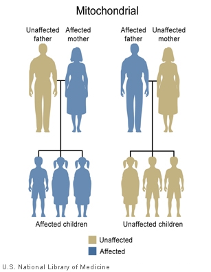 In one family, a woman with a disorder caused by a mutation in mitochondrial DNA and her unaffected husband have only affected children. In another family, a man with a condition resulting from a mutation in mitochondrial DNA and his unaffected wife have no affected children.