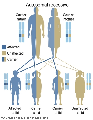 In this example, two unaffected parents each carry one copy of a gene mutation for an autosomal recessive disorder.  They have one affected child and three unaffected children, two of which carry one copy of the gene mutation.