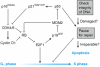 Figure 18.14. Controls on cell cycle progression and genomic integrity mediated by the RB1, TP53 and CDKN2A gene products.