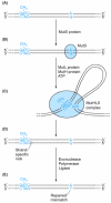 Figure 18.17. The MutHLS error correction system in E. coli.