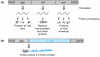 Figure 18.3. A normal and an acute transforming retrovirus.