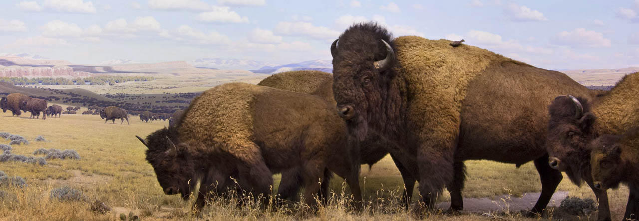 Hall of North American Mammals-Bison