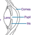 Small sample diagram of the eye (1).