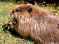Close up image of a beaver.