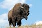 portrait of bison