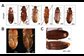 structural abnormalities in an insect's shell