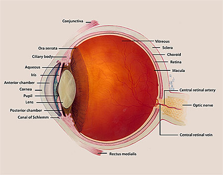 Eye Parts with Labels