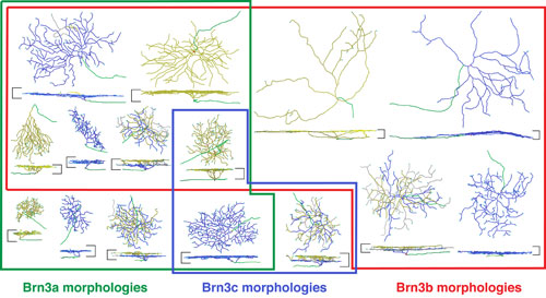 Morphologies of mouse retinal ganglion cells visualized by sparse genetic activation of an alkaline phosphatase reporter targeted to the Brn3a, Brn3b, or Brn3c loci.  Retinal ganglion cells were traced using Neuromantic software and are shown en face and in cross section.  Colored boundaries indicate the morphologic types characteristic for retinal ganglion cells expressing the indicated Brn3 family member.