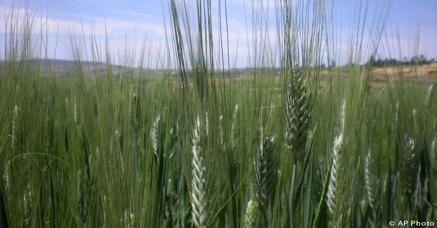 This photo taken Wednesday, Oct. 10, 2012 shows a wheat farm near Debre Zeit, in Ethiopia's Amhara region. [AP File Photo]