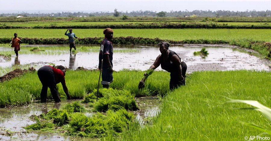 Women pluck rice grass from a nursery to plant on plots in Ahero, Kenya on Nov. 13, 2009. [AP File Photo]