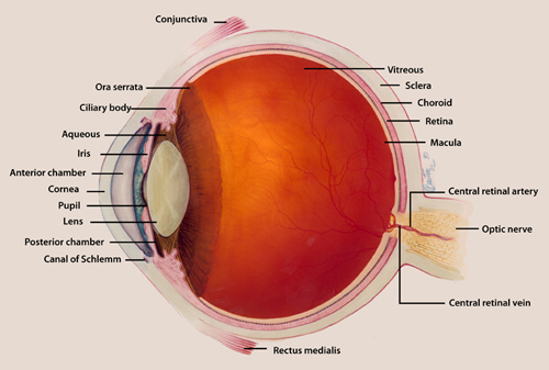 Diagram of the eye