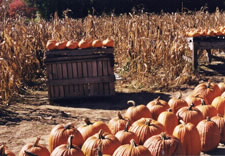 Pumpkins on a crate and on ground. Click for larger image.