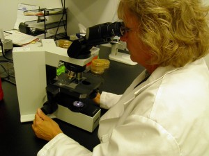 CDC scientist looking through microscope