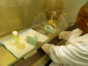 CDC scientist working in laboratory