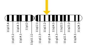 The IGHMBP2 gene is located on the long (q) arm of chromosome 11 at position 13.3.