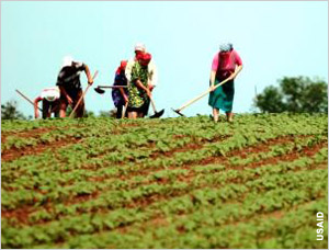 People working in a field (USAID)