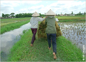Rear view of two people hauling rice on a bicycle in a paddy (AP Images)
