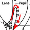 Illustration of an anterior chamber