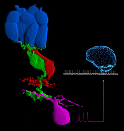 types of retinal neurons in a vertical section view