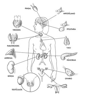 /Users/l2saint/Documents/Hormone