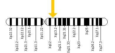 The MED12 gene is located on the long (q) arm of the X chromosome at position 13.