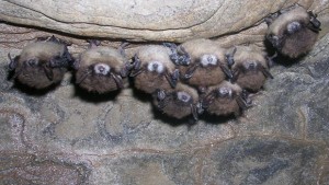 Row of hibernating bats with white fungal growth on their muzzles
