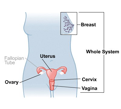 Body Map for Female Reproductive System