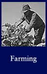 Farming: ARC Identifier 538581 [Evacuee farmers harvesting]