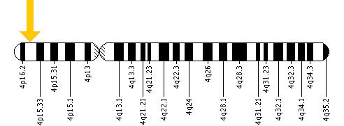 The EVC gene is located on the short (p) arm of chromosome 4 at position 16.